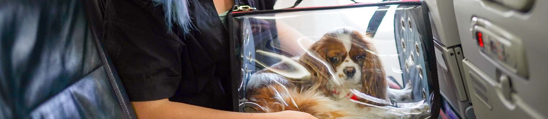 MAJOR U.S AIRLINES PET POLICY GUIDE
