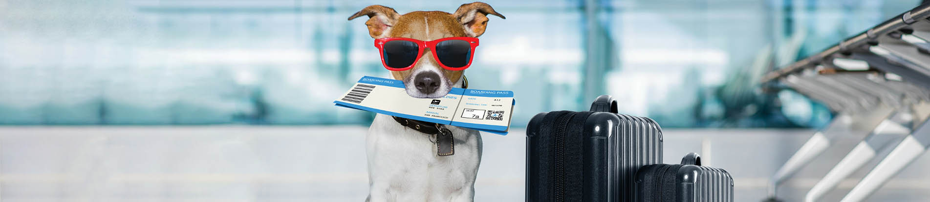 What Is The Pet Policy Of Delta Airlines?